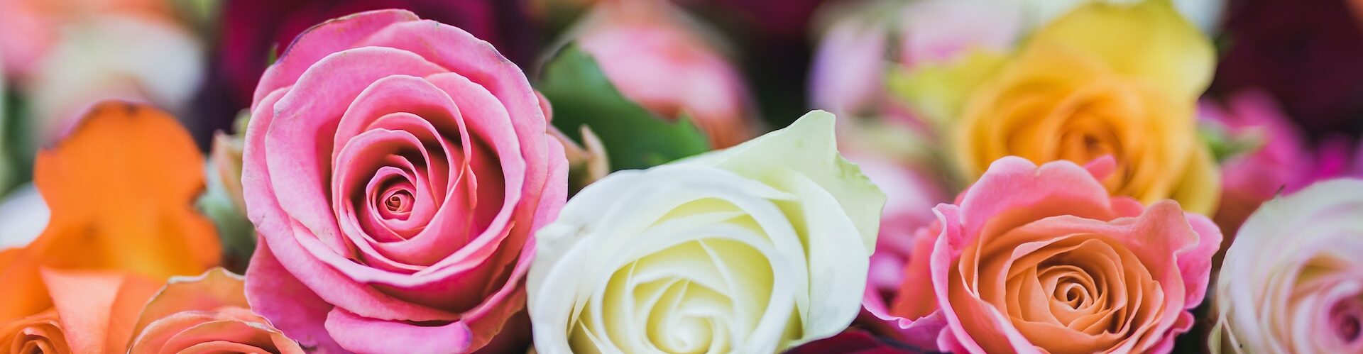Dostawa kwiatów kolorowych róż
